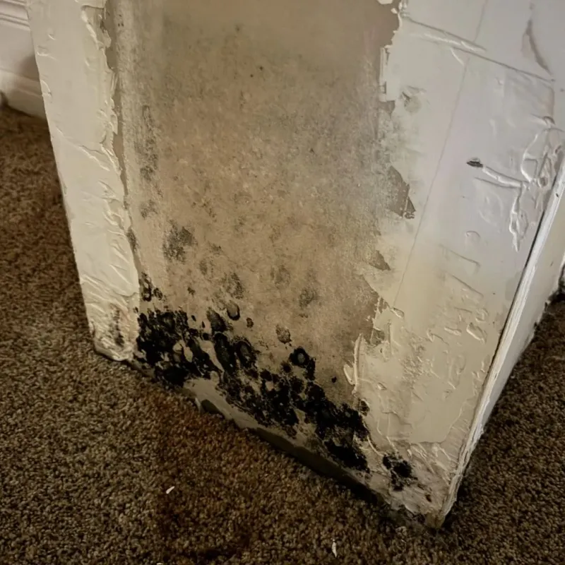 Professional Mold Removal in Pine City, MN